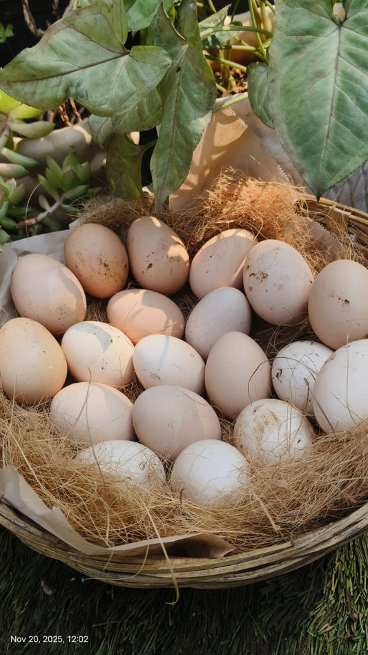 Organic Desi Eggs